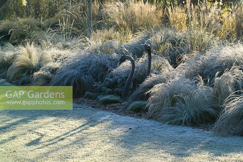 Low sunlight casting shadows on the lawn. Two bronze swan sculptures amongst the grasses border on a frosty morning in winter. 