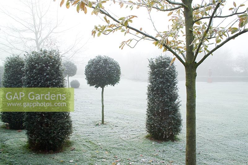 Standard topiary balls of holly - Ilex aquifolium 'Siberia' with pillars of yew - Taxus baccata on a frosty, foggy day in John Massey's garden