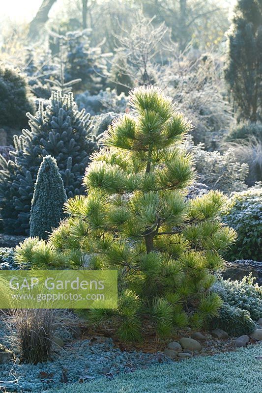 Pinus radiata 'Aurea' on a frosty morning in winter. Monterey pine