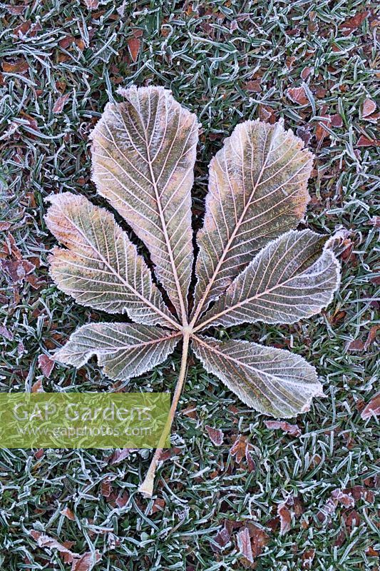 Hoar frost on Horse chestnut leaf - Aesculus