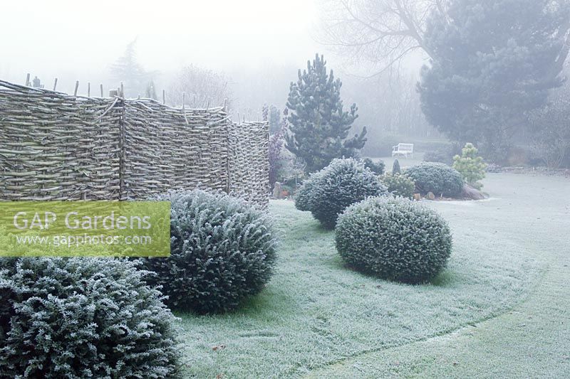 Clipped balls of Taxus baccata in front of a woven willow fence