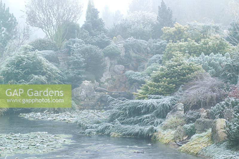 Frozen pond and rock garden planted with conifers in John Massey's garden on a frosty winter's morning. 