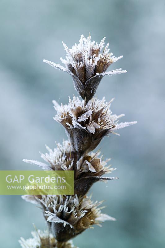 Seedheads of Morina longifolia rimed with frost