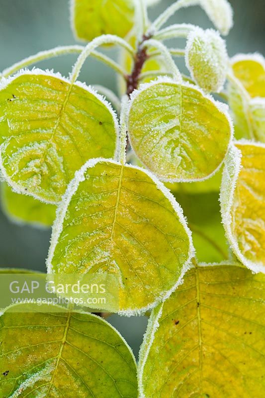 Cotinus coggygria 'Golden Spirit' syn. Rhus cotinus rimed with frost. 