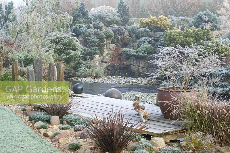 The frozen pond and deck on a frosty winter's morning. Container of Prunus incisa 'Kojo-no-mai', wooden duck ornaments and slate posts. Conifers on rock garden beyond. 