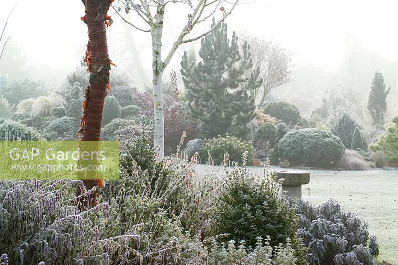 A foggy winter's morning in John Massey's garden with the bark of Prunus serrula (Cherry) and Betula utilis var. jacquemontii (Silver birch) in the foreground. Conifers on rock garden beyond