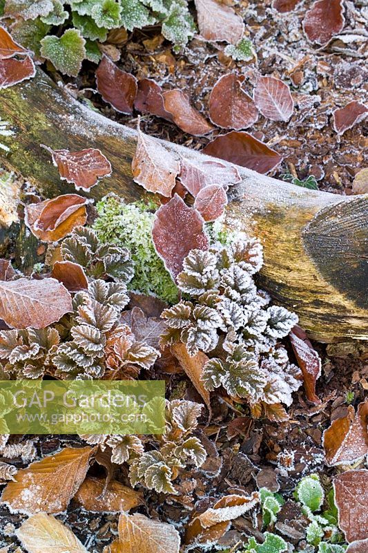 Frost on the leaves of Astilbe x crispa 'Lilliput'