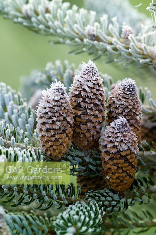 Hoar frost on the cones of Abies koreana 'Silver Snow'