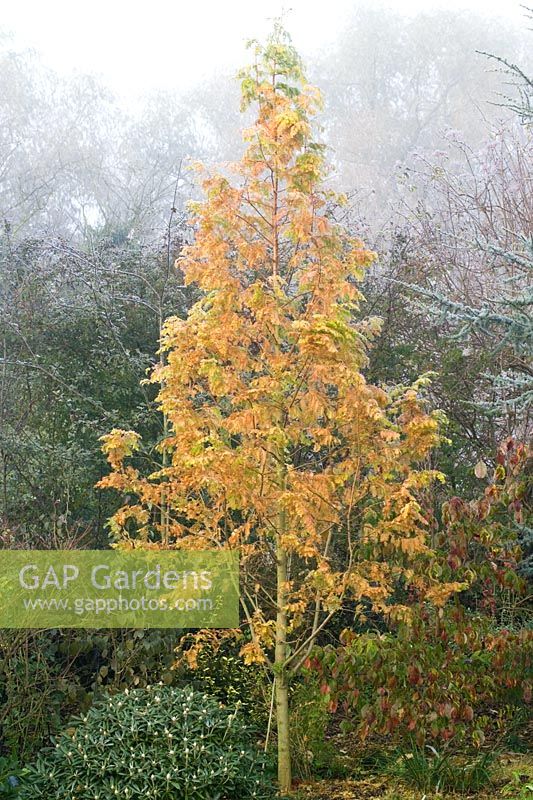 Metasequoia glyptostroboides 'Gold Rush' in winter 