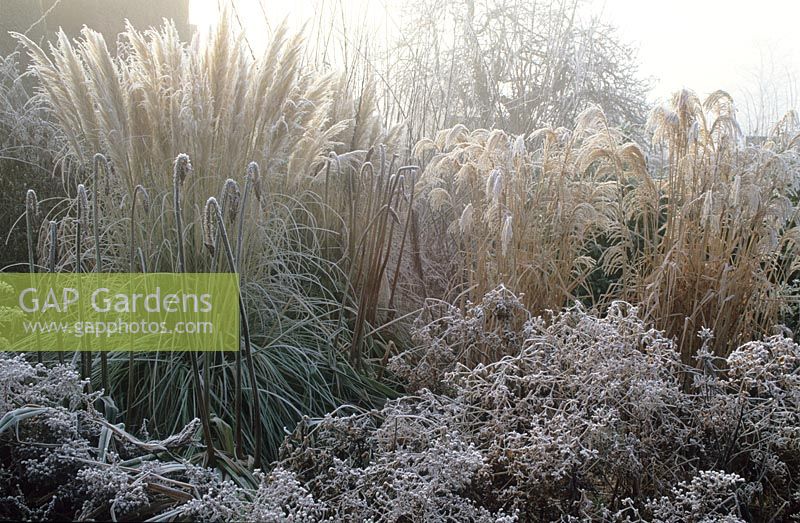 Hoar frost on grasses and seedheads in the Peacock Garden at Great Dixter. Aster lateriflorus 'Horizontalis', Cortaderia selloana 'Pumila' and Miscanthus sinensis 'Silver Feather' 