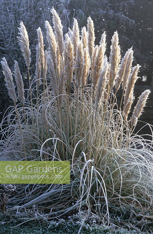 Hoar frost on Cortaderia selloana 'Pumila' - Pampas grass
