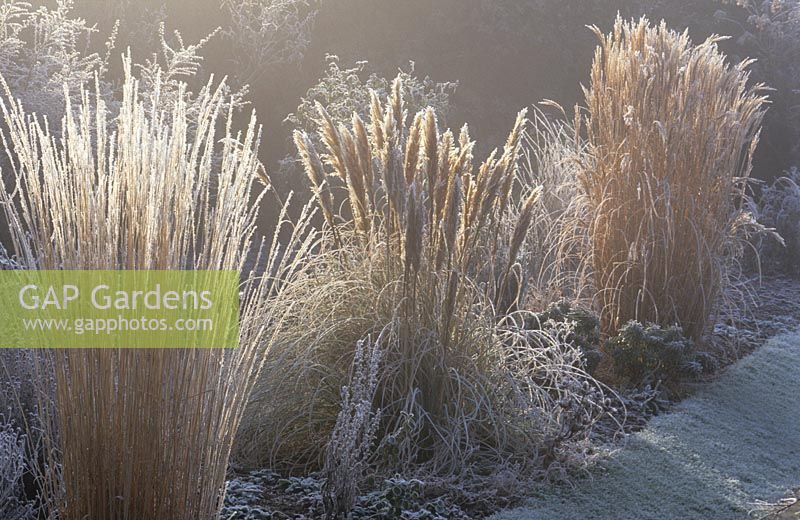 Early sun backlighting grasses in the Sunk garden at Great Dixter on a frosty winter's morning. Calamagrostis x acutiflora 'Karl Foerster', Cortaderia selloana 'Pumila' and Miscanthus sinensis cv.