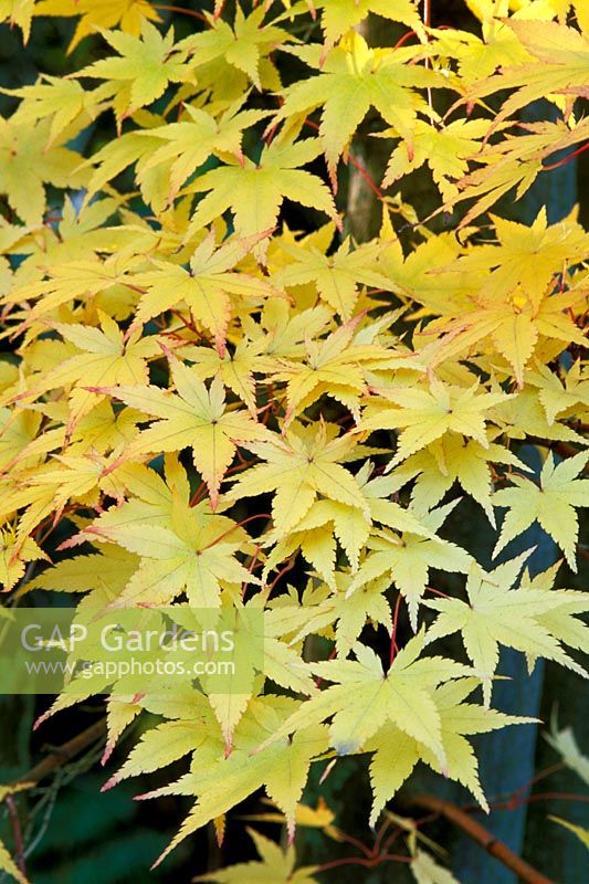 Acer palmatum 'Sango kaku' in Autumn