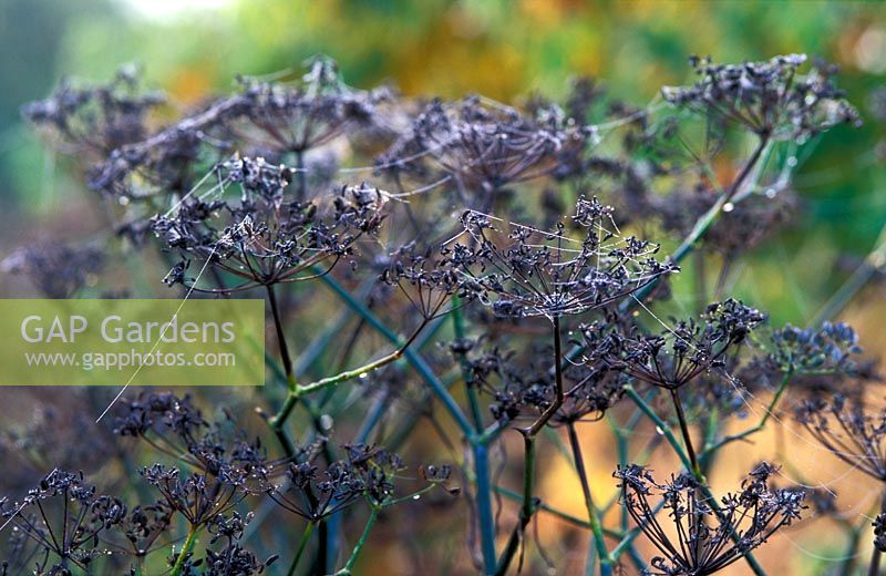 Foeniculum vulgare (Fennel) seedheads with spiders webs in autumn.