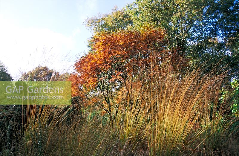 Molinia caerulea 'Wind Pillar' (syn M. c. 'Windsaule') and Koelreuteria in autumn, at Priona Garden, Netherlands.