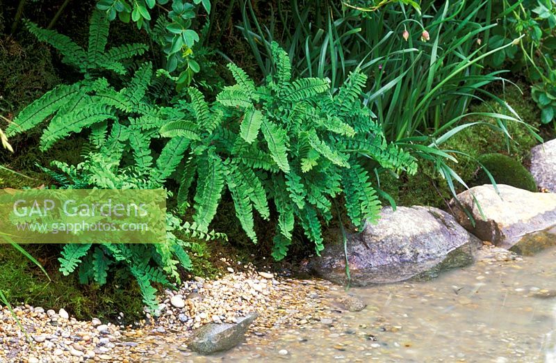 Waterside planting of ferns, with rocks and pebbles.