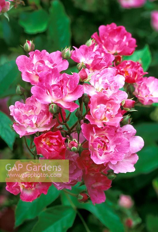 Rosa 'Belinda' flowering in June