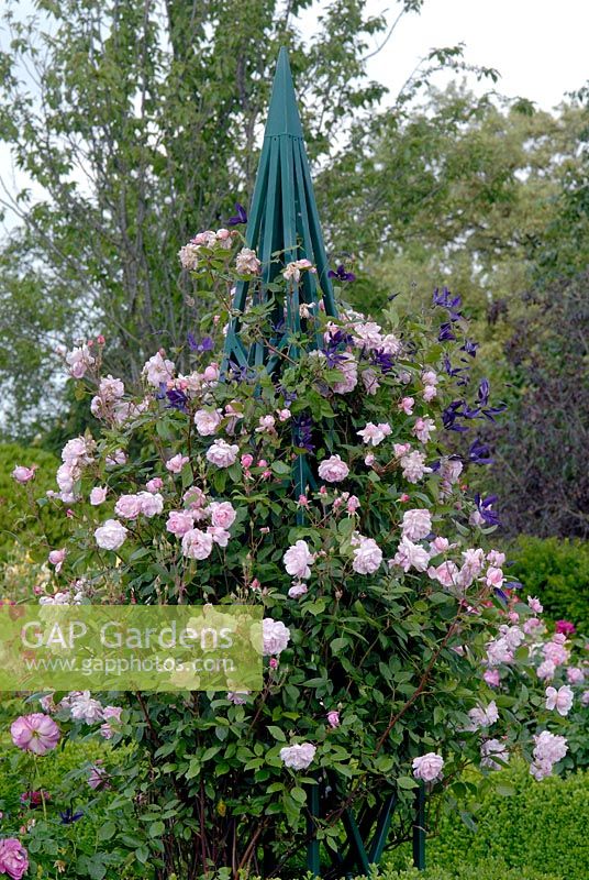 Rosa 'Mortimer Sackler' with Clematis 'Harlow Carr' growing up painted wooden tripod. 