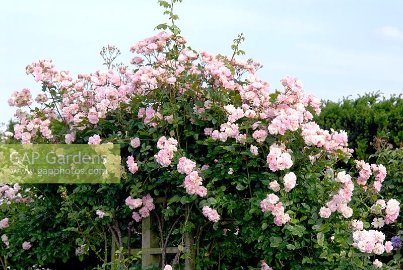 Rosa 'Chaplins Pink Climber' trained along rope swags