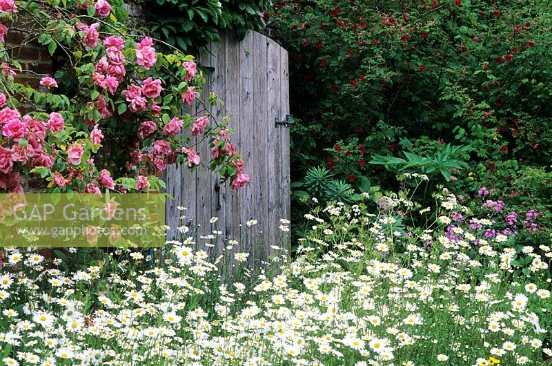 Garden gate amongst climbing roses and daisies at Elsing Hall