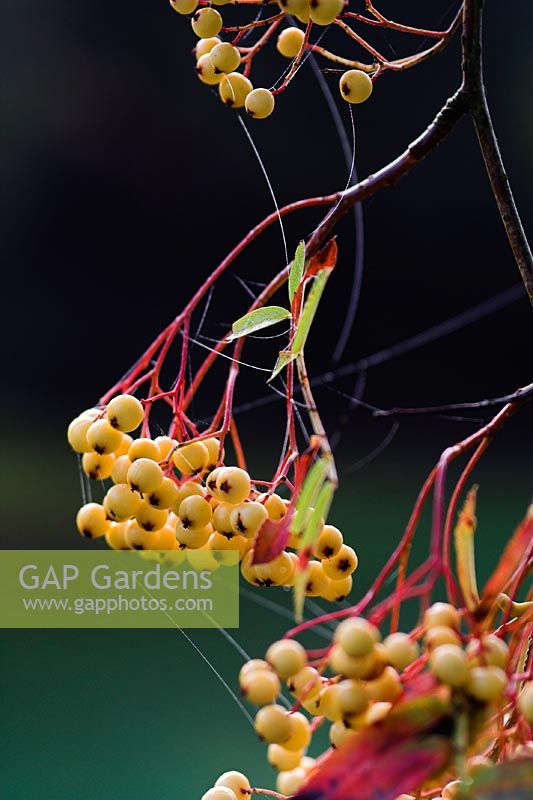 Berries of Sorbus 'Joseph Rock' with cobwebs in Autumn