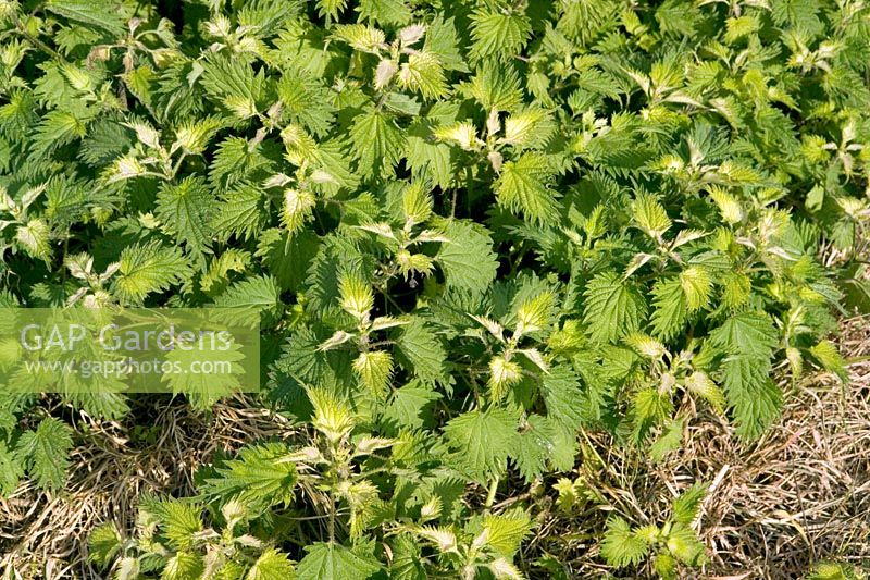 Perennial nettles (Urtica dioica) after spraying once with glyphosate