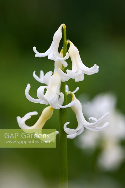 Hyacinthus 'Multiflora White'