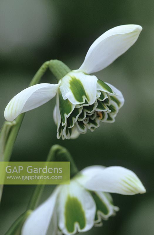 Galanthus 'Jacquenetta' - Snowdrop