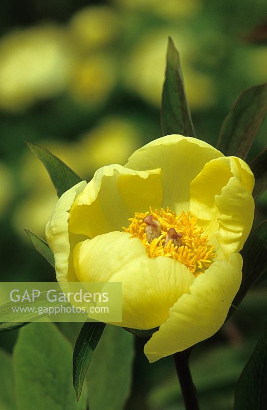 Paeonia mlokosewitschii - often known as Molly the Witch