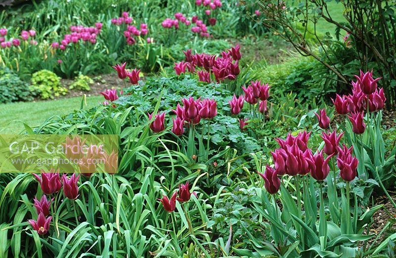 Spring border Tulipa 'Maytime'