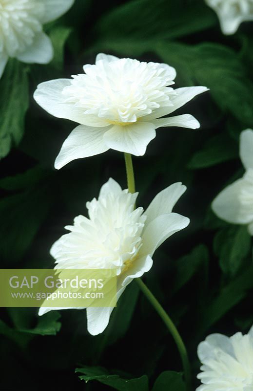 Anemone nemorosa 'Vestal' - Windflowers