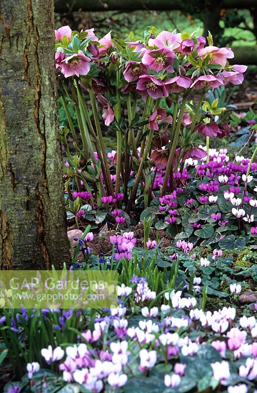 Woodland border in Spring with Cyclamen coum, Chionodoxa and Helleborus x hybridus 'Ashwood Garden Hybrids' 
