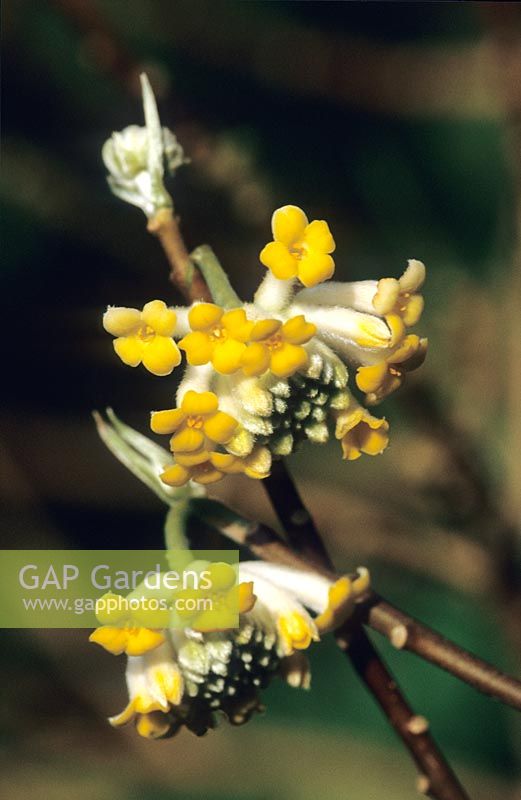 Edgeworthia chrysantha - Paper bush