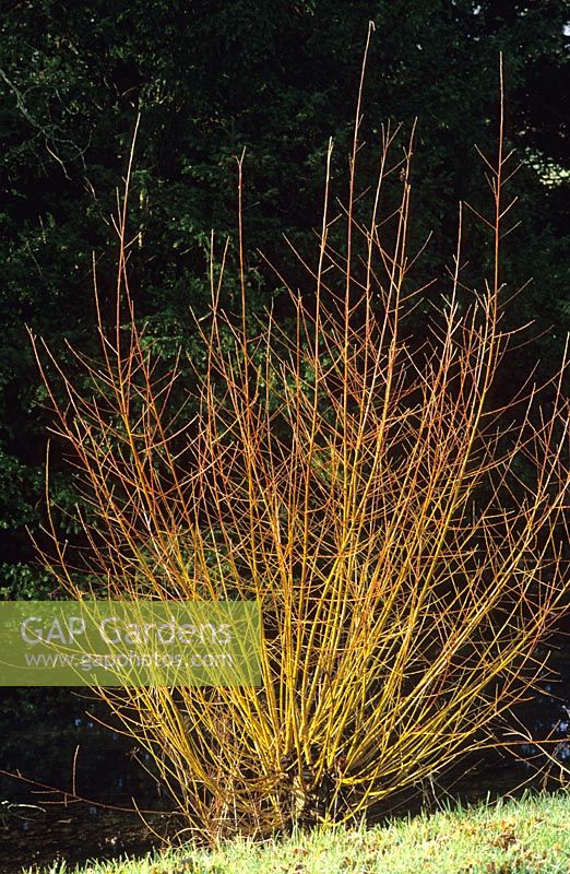 Salix alba 'Chermesina' syn alba subsp vitellina 'Britzensis'