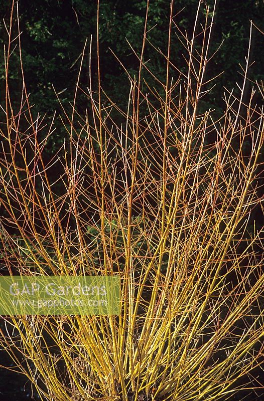 Salix alba 'Chermesina' syn  alba subsp vitellina 'Britzensis'