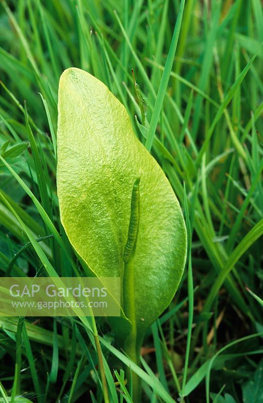 Ophioglossum vulgatum - The Adder's Tongue Fern, growing in the meadow grass at Great Dixter
