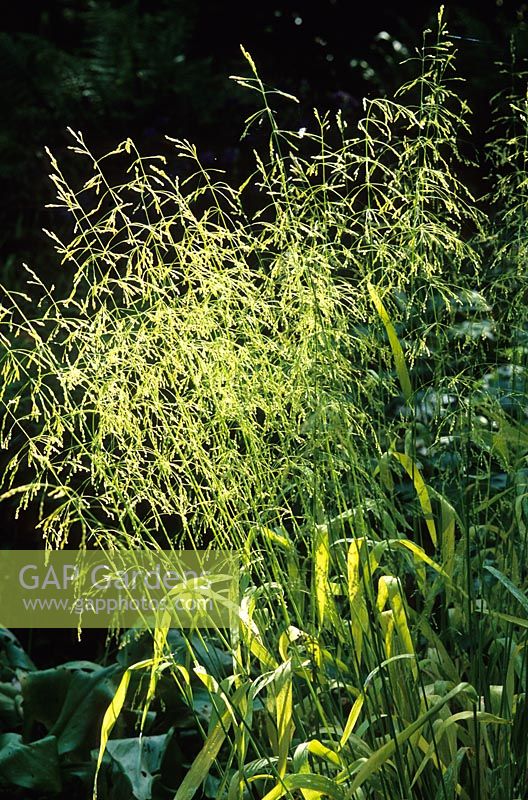 Milium effusum 'Aureum' in flower - Bowles' golden grass