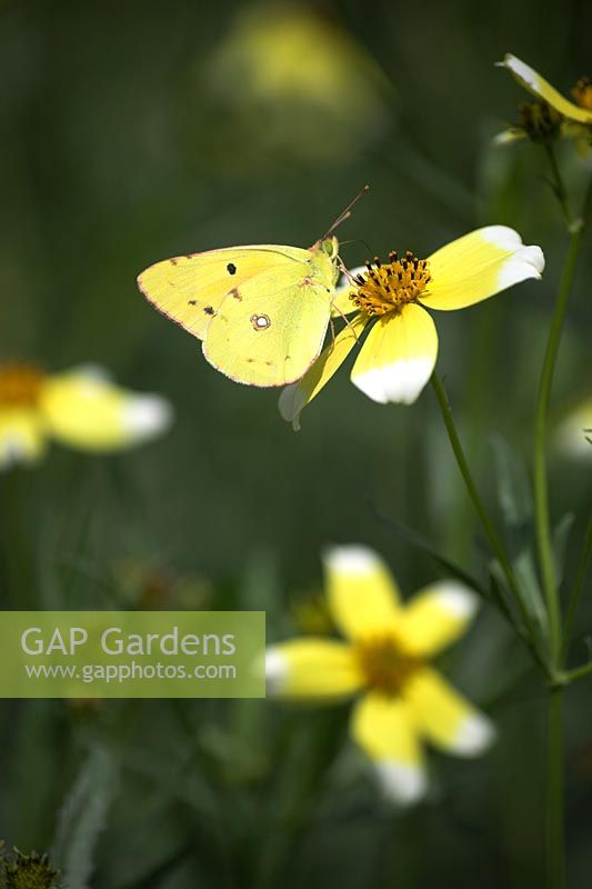 Clouded Yellow butterfly on Layia elegans 'Tidy Tips' 