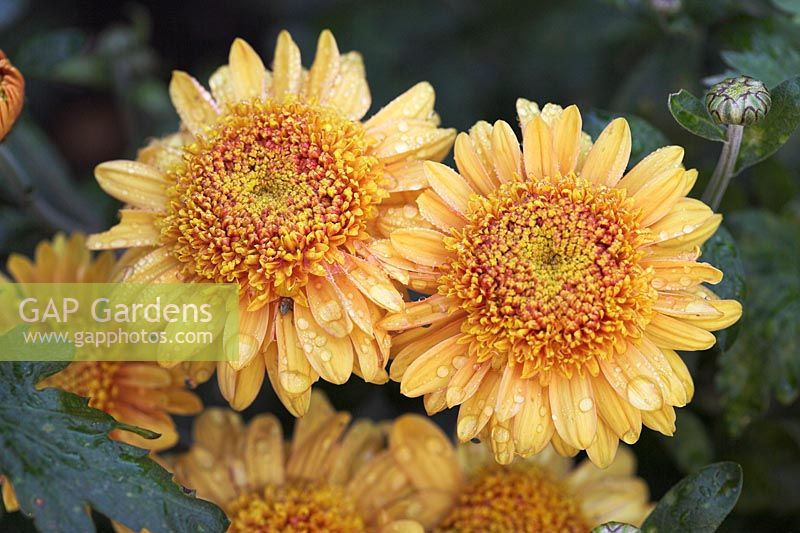 Chrysanthemum 'Susans Bonnet'