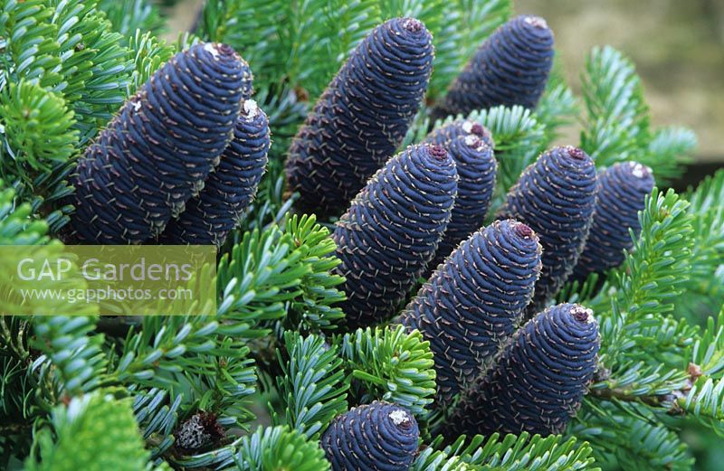 Korean fir - Abies koreana 'Silberlocke'