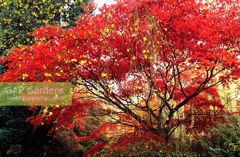 Acer palmatum - Japanese Maple at Winkworth Arboretum, Surrey in autumn - National Trust