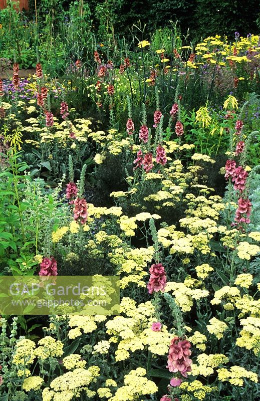 Hampton Court FS 2000 - Achillea 'Anthea', Verbascum 'Megan's Mauve', Artemesia 'Powys Castle'and Allium cristophii