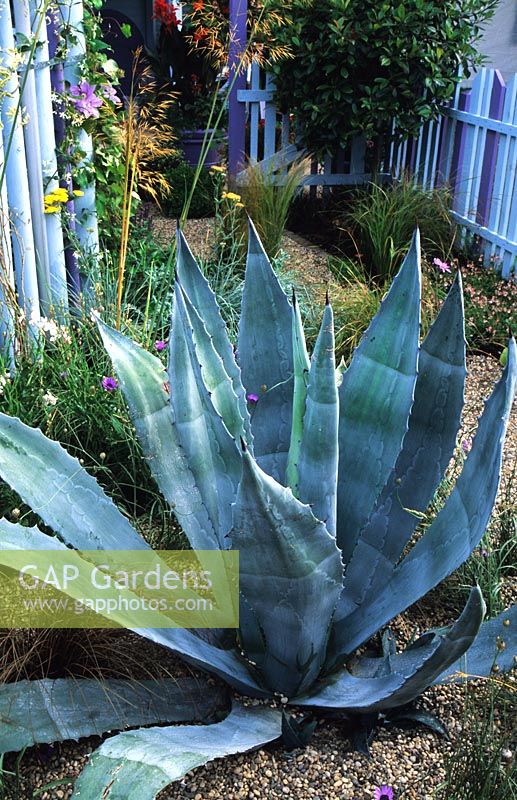 Agave franzosinii in gravel garden with blue stained fencing - Hampton Court FS 1999