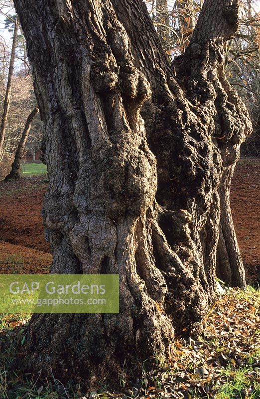 Alnus glutinosa -  Alder tree at Valley Gardens, Surrey 