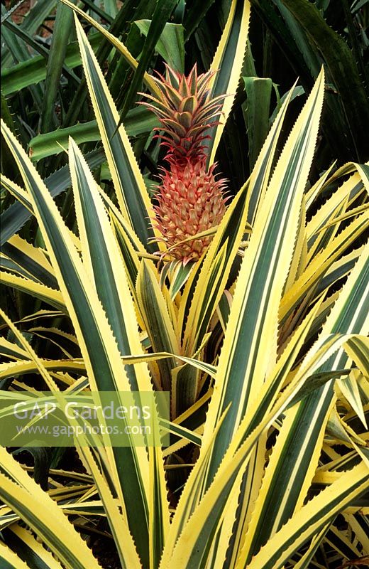 Ananas comosus 'Variegatus' - Pineapple 