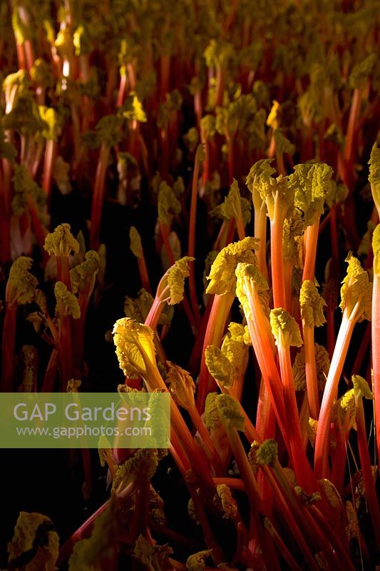 Rheum rhubarbarum - Forced Rhubarb 'Timperley Early'