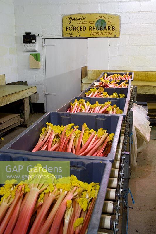 Harvested rhubarb in the packing shed