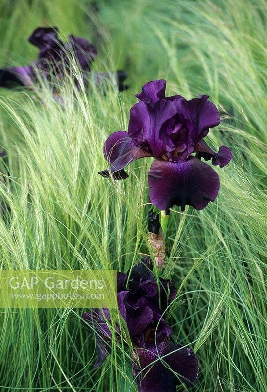 The Cancer Research Garden, Gold award, RHS Chelsea Flower Show 2006 - Naturalistic planting with tall dark purple iris in combination with Stipa tenuissima

