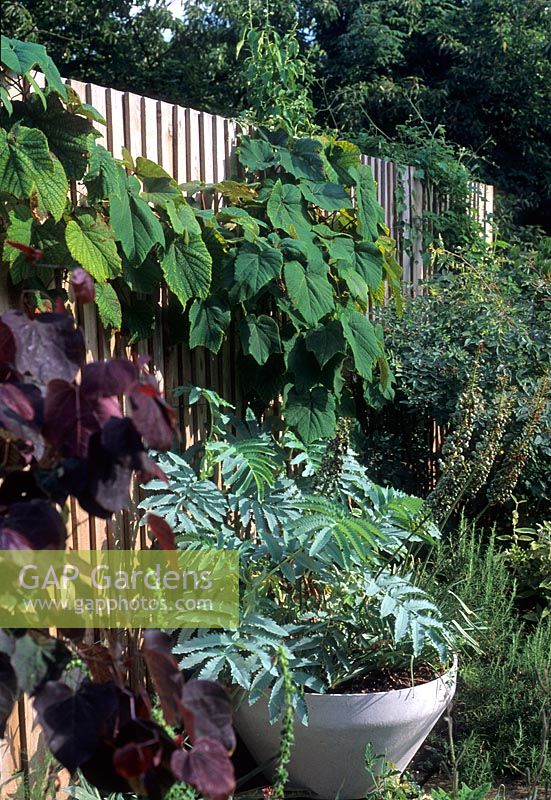 Melianthus in container beside close board fence covered by Vitis 