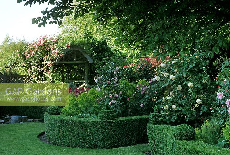 Low buxus hedging encasing flowering shrub roses - Bedfield Hall, Suffolk  

